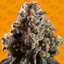 Alien Moonrocks Feminized Seeds