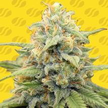 Apple Fritter Auto Feminized Seeds