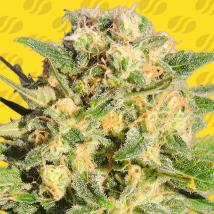 Auto AK XXL Feminized Seeds