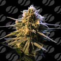Auto Orange Gorilla XL  Cannabis Seeds