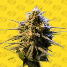 Auto Orange Gorilla XL Feminized Seeds