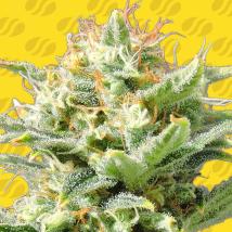 Auto Super Skunk Feminized Seeds