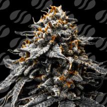 Auto Twilight Zlush Feminized Seeds