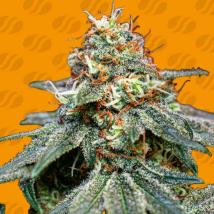 Banana Cream OG Feminized Seeds cannabis seeds Banana Cream OG Feminized Seeds