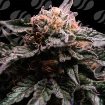 Banana Fumes Feminized Seeds