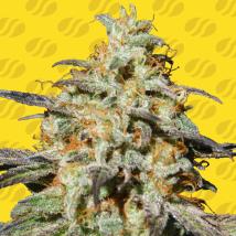 Biscotti Auto Feminized Seeds