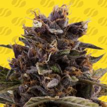 Black Dog Auto Feminized Seeds