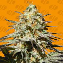 Black Orchid Feminized Seeds
