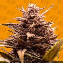 Blackwater Feminized Seeds