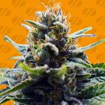 Blue Zenith Feminized Seeds