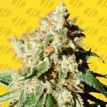 Blueberry Cookies Auto Feminized Seeds