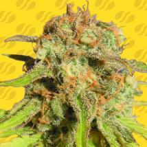 Bruce Banner 3 Auto Feminized Seeds