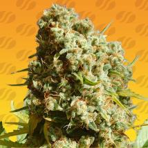 Bruce Banner 3 Fast Feminized Seeds cannabis seeds Bruce Banner 3 Fast Feminized Seeds