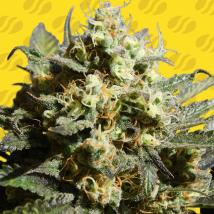 Cherry Alien Auto Feminized Seeds
