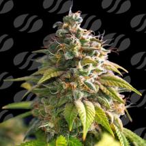 Citrus Slurp Feminized Seeds