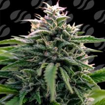 Creamzilla Auto Feminized Seeds