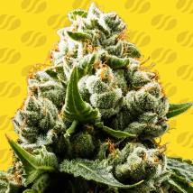 Do Si Dos Auto Feminized Seeds