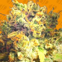 Dr Bruce Banner CBD Feminized Seeds