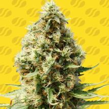 Frosted Guava Auto Feminized Seeds
