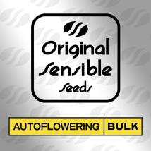 Frozen Cheesecake Auto