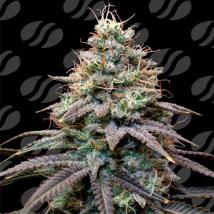 FumePop Auto Feminized Seeds