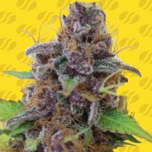 Gelato Auto Feminized Seeds