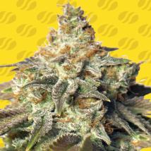 GG 4 Auto Feminized Seeds