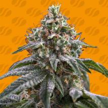 Ghost Train Power Feminized Seeds