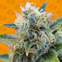 Girl Scout Cookies Feminized Seeds