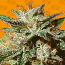 Gorilla Cookies Feminized Seeds