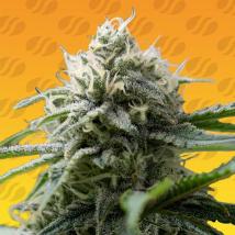 Gorilla Z Fast Feminized Seeds