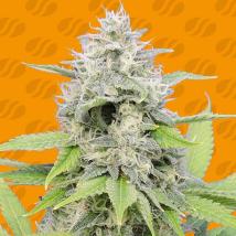 Gorilla Z Feminized Seeds