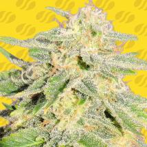 Jack Herer Auto Feminized Seeds