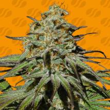 Jealousy Feminized Seeds
