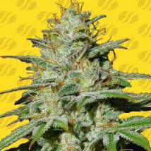 Jungle Lava Auto Feminized Seeds