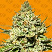 Jungle Lava Feminized Seeds