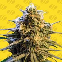 Lemon Oasis Auto Feminized Seeds