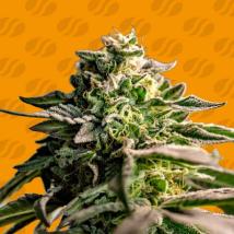 Mango Crack Feminized Seeds