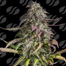 Melon Mosh Auto Feminized Seeds