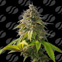 Orange Biscuit  Feminized Seeds