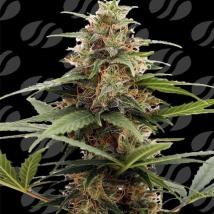 Orange Ooze Feminized Seeds