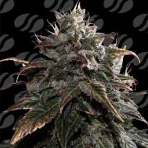 Papaya Stank