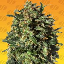 Peanut Butter Fast Feminized Seeds