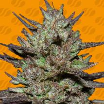 Pink Rozay Feminized Seeds