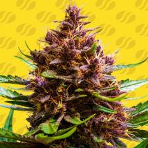 Pink Rozay x Strawberry Banana Auto Feminized Seeds