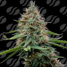 Poison Cookies Feminized Seeds