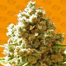 Pure Kush Feminized Seeds