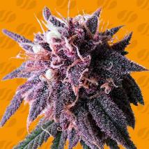 Purple Haze