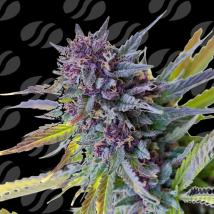 Purple Lemon Tree XL Auto  Feminized Seeds
