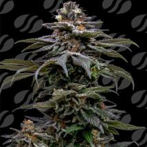 Purple Overload Feminized Seeds